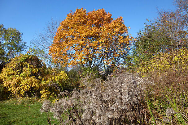 Leuchtende Herbstfarben im BN-Garten in Fürth Leuchtende Herbstfarben im BN-Garten