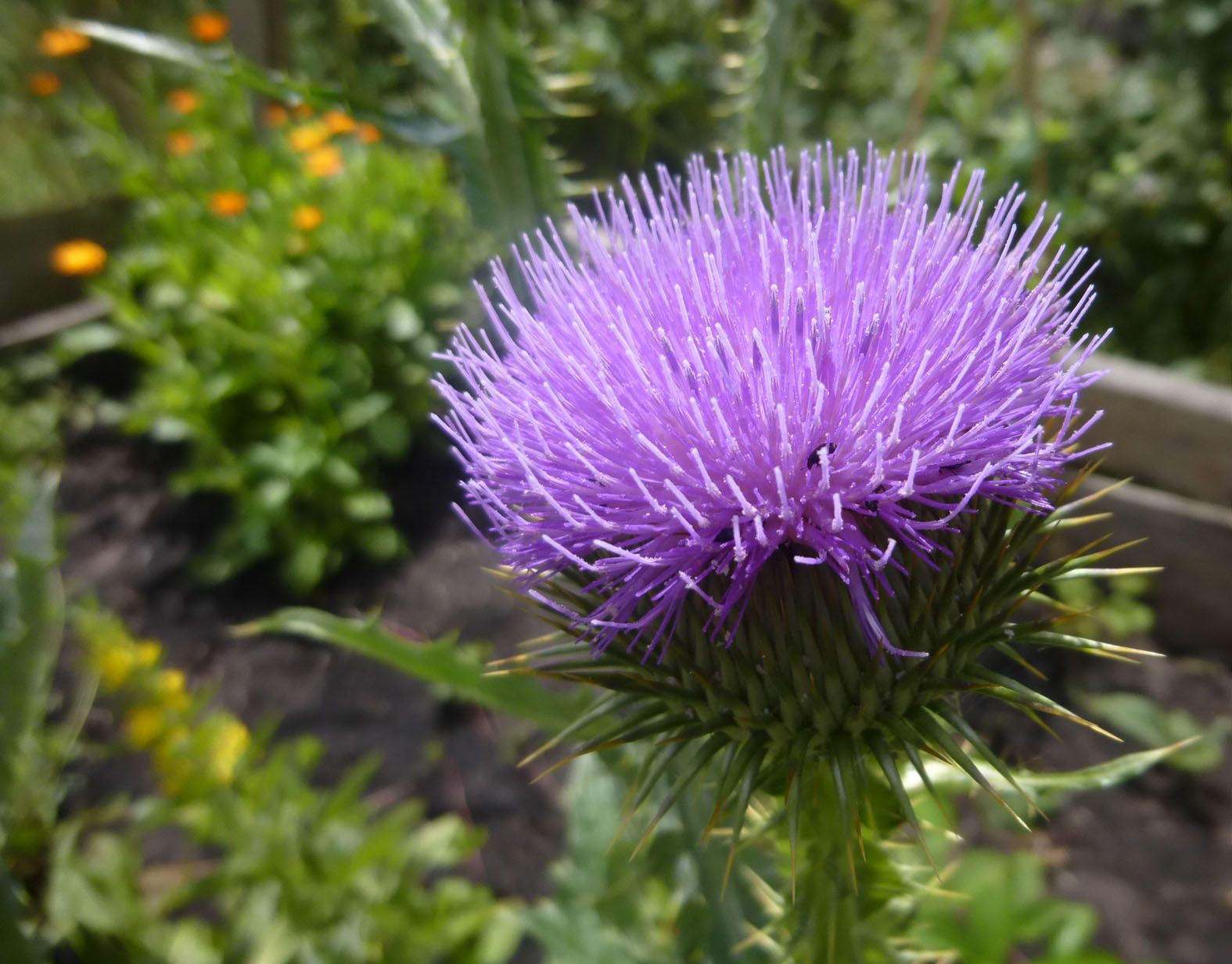 Blühende Eselsdistel im BN-Garten Blühende Eselsdistel