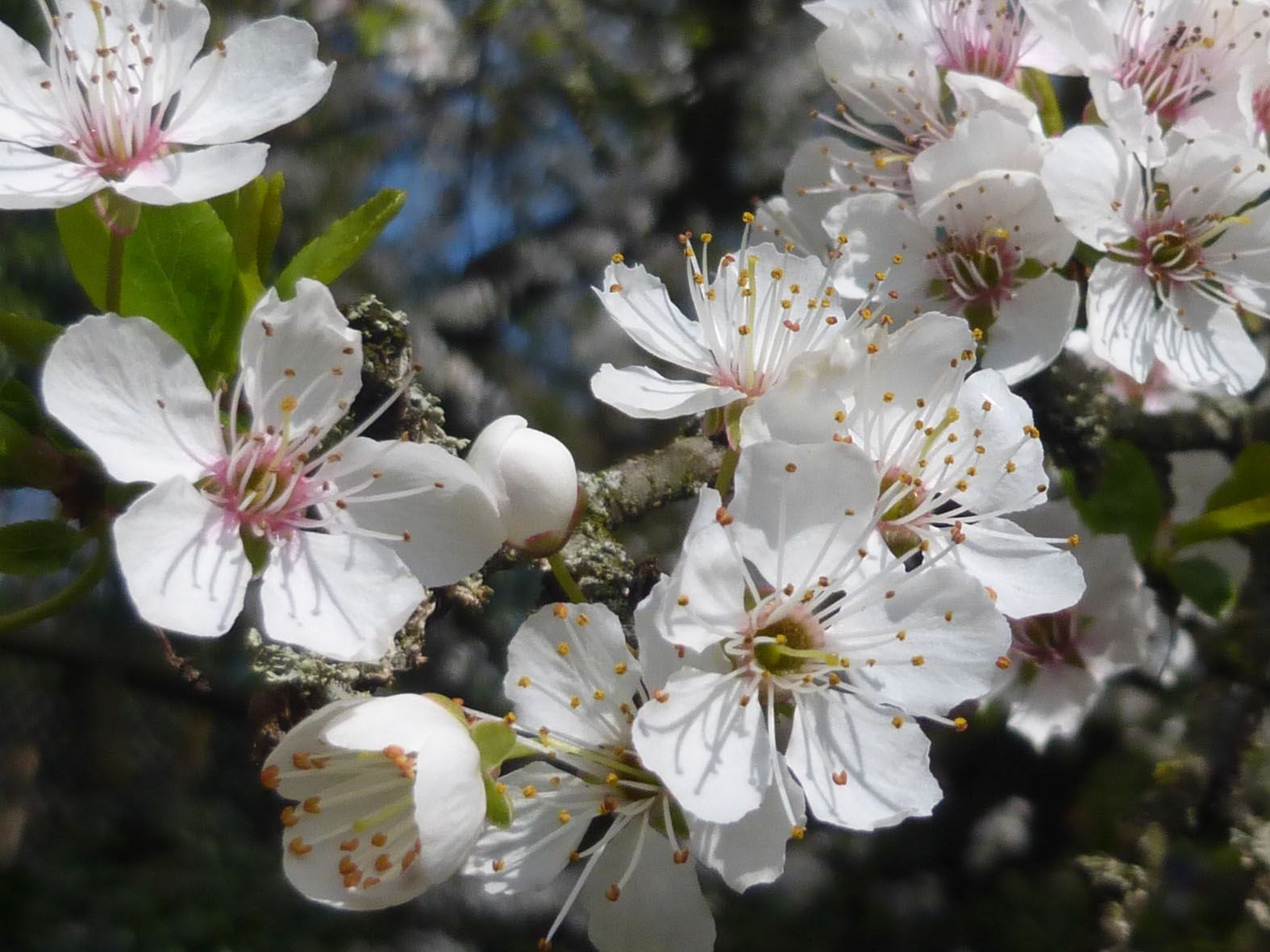 Kirschpflaumenblüte