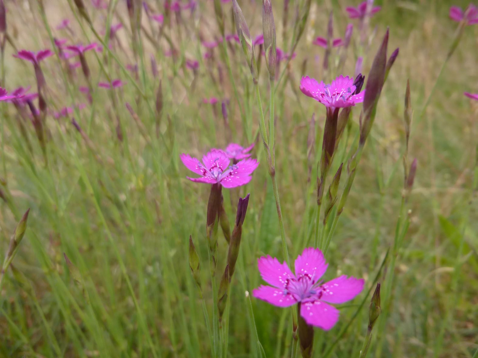 Heidenelkenwiese im BN-Garten Heidenelkenwiese