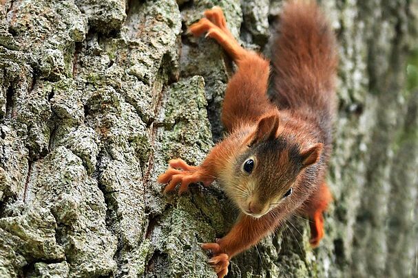 Eichhörchen, Foto: Gunnar Förg Eichhörchen, Foto: Gunnar Förg