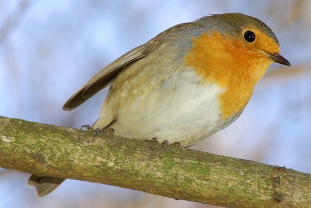 Rotkehlchen, Foto: Gunnar Förg Rotkehlchen, Foto: Gunnar Förg