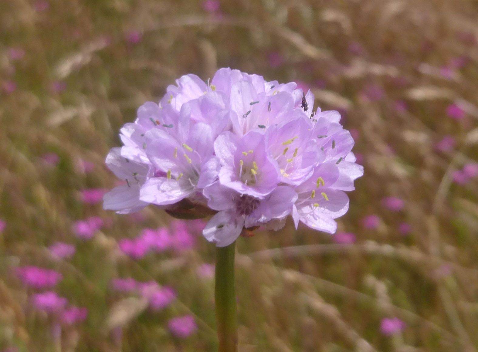 Blühende Sandgrasnelke im BN-Garten Blühende Sandgrasnelke