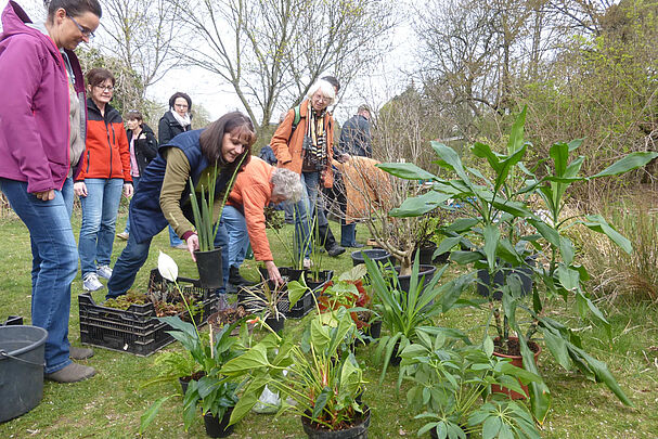 Pflanzenbörse im BN-Garten