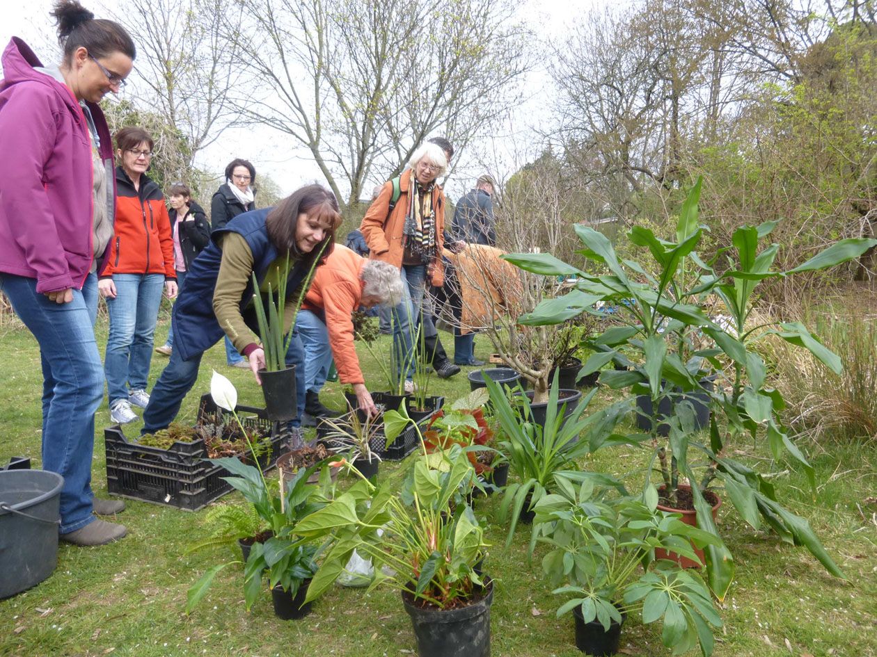Pflanzenbörse im BN-Garten