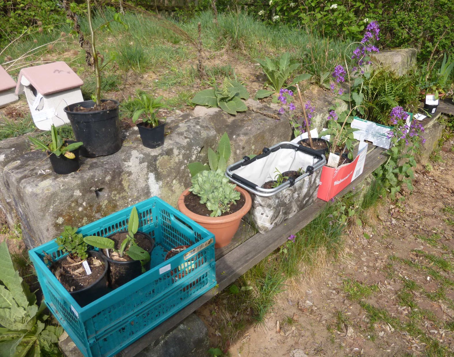 BN-Pflanzenbörse 2014 BN-Pflanzenbörse 2014