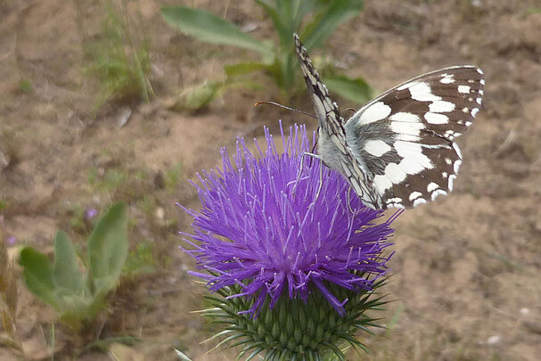 Schachbrettfalter auf Eselsdistel im BN-Garten Schachbrettfalter auf Eselsdistel