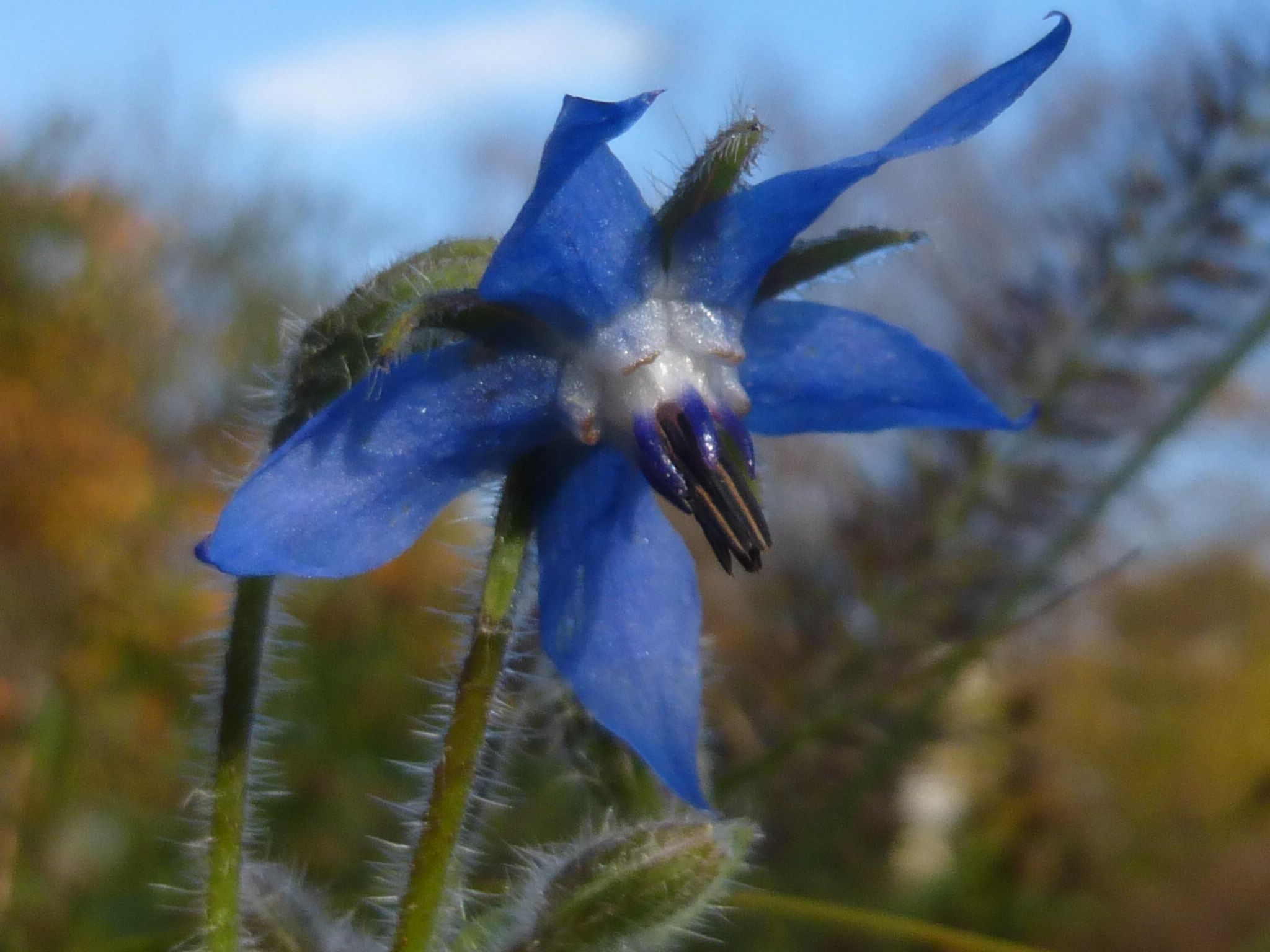 Borretschblüte im BN-Garten