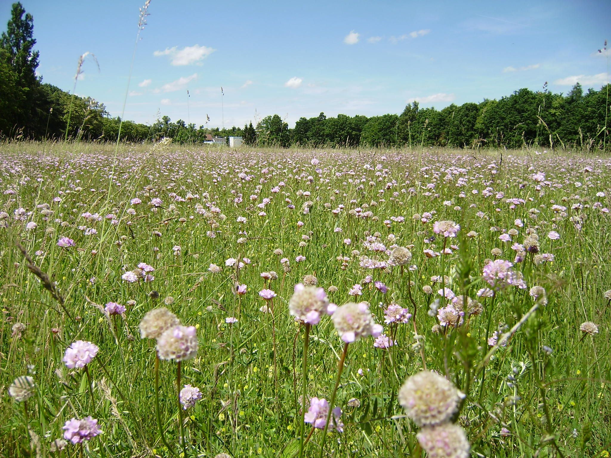 Grasnelkenwiese bei Mannhof Foto: Reinhard Scheuerlein
