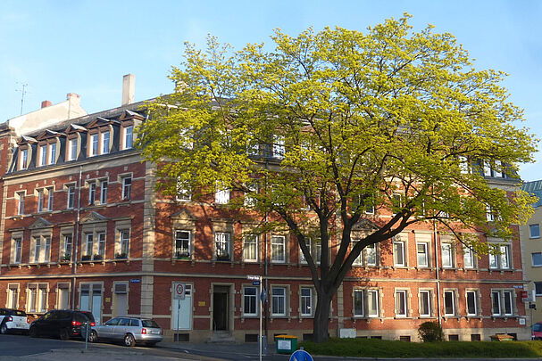 Markanter Spitzahorn an der Erlanger Straße bei der Blüte