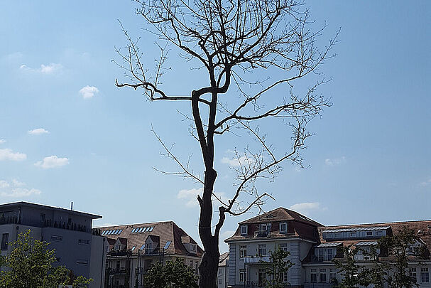 Abgestorbener Baum in der Fürther Südstadt