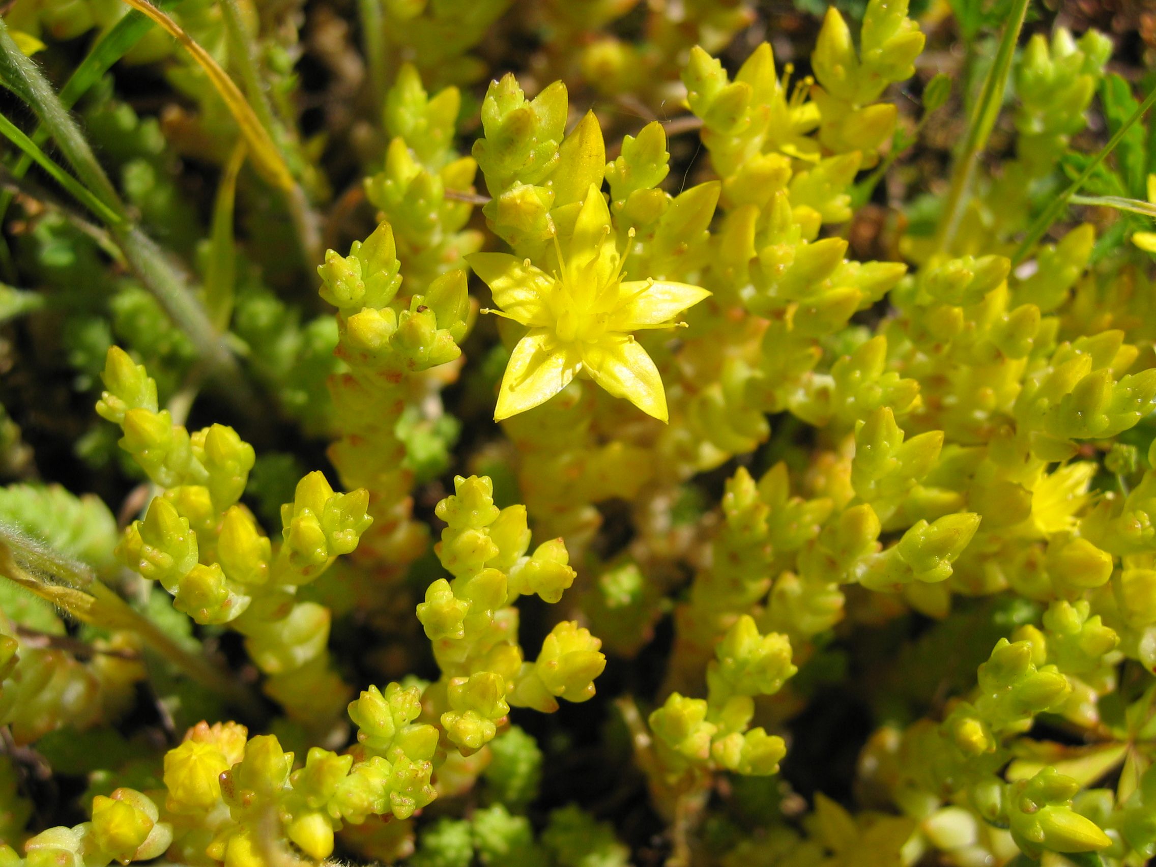 Mauerpfeffer als Dachbegrünung der Gartenhütte