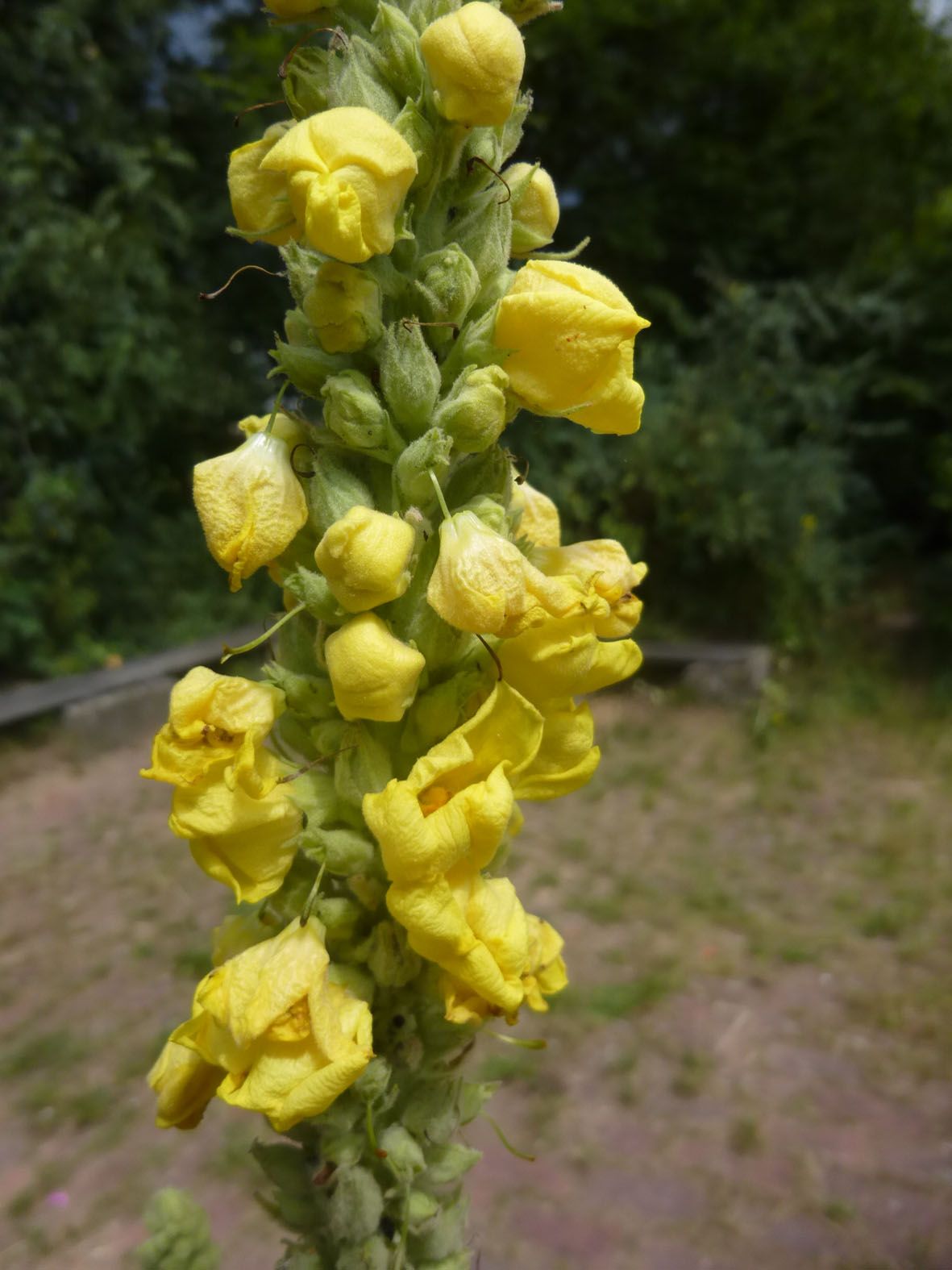 Blühende Königskerze im BN-Garten