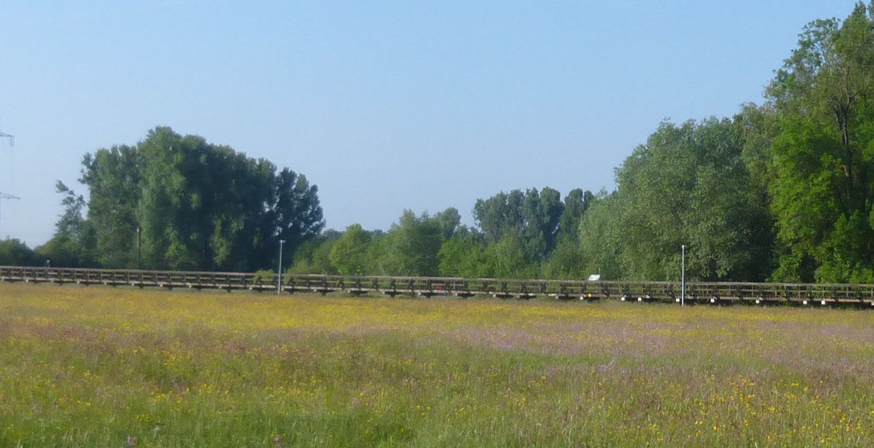 Hardsteg durch die blühenden Wiesen Hardsteg durch die blühenden Wiesen