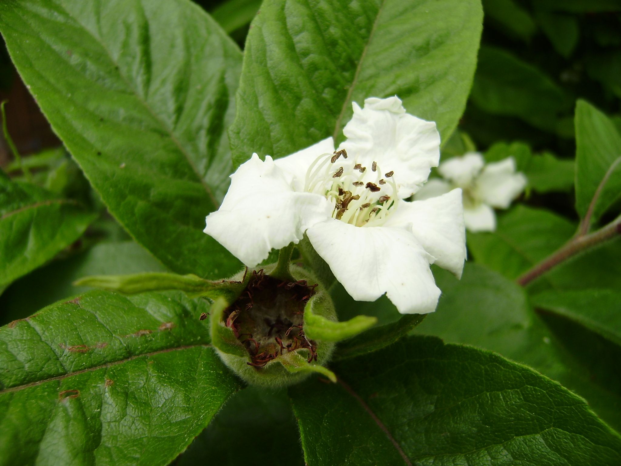 Mispelblüte im BN-Garten Mispelblüte