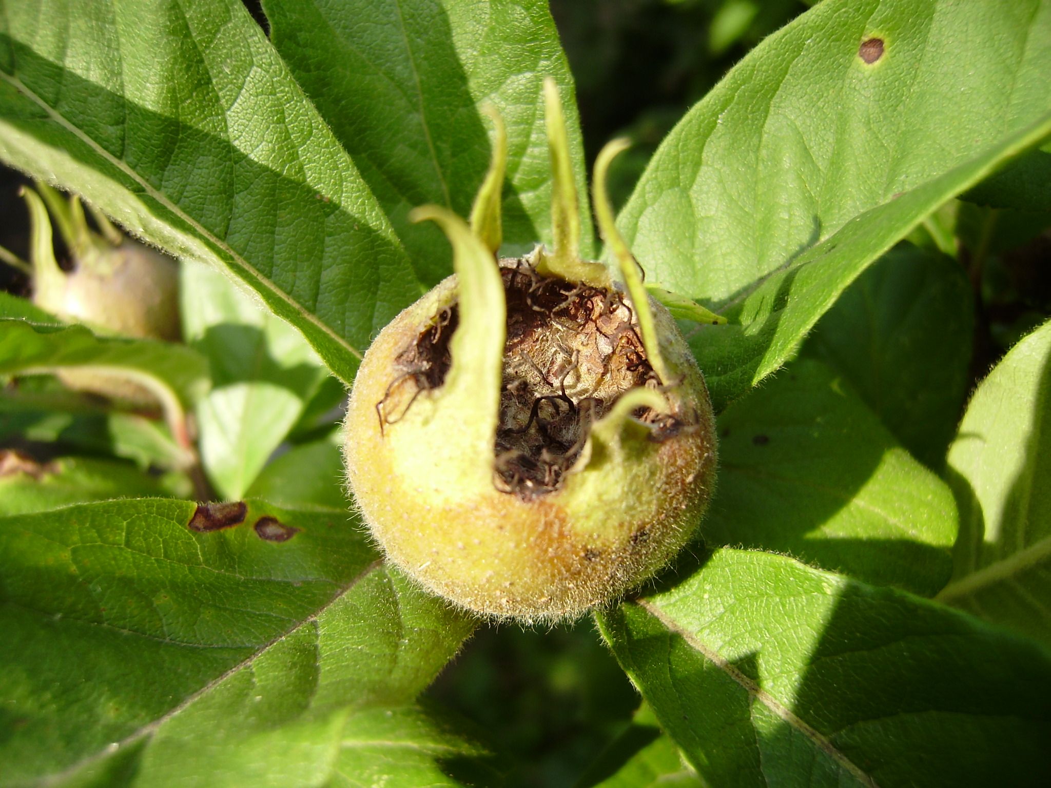 Mispelfrucht im BN-Garten
