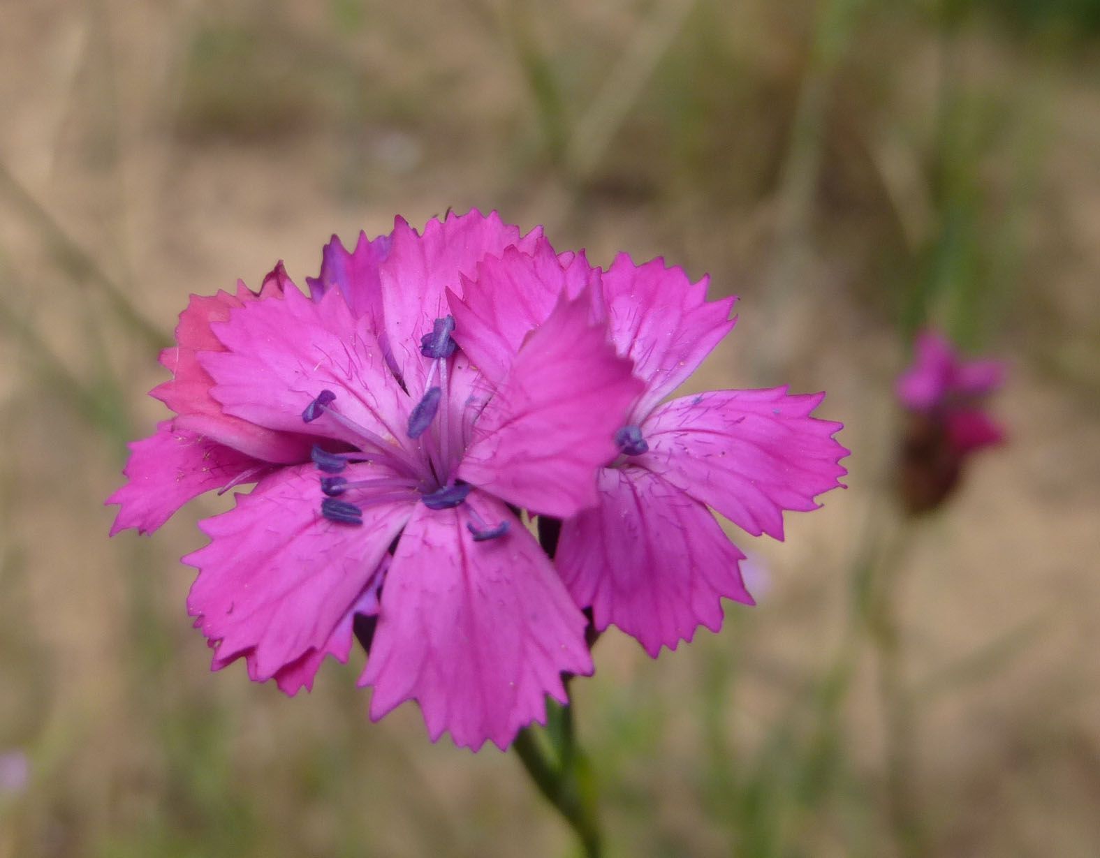 Kathäusernelke auf dem Sandhügel im BN-Garten Kathäusernelke auf dem Sandhügel