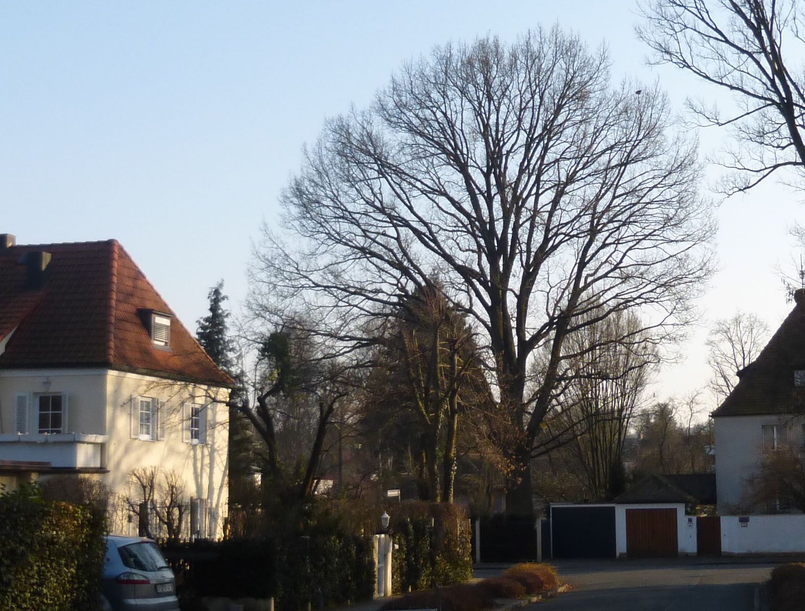 Mächtige Eiche in der Fürther Westvorstadt Baum Naturdenkmal Fürth