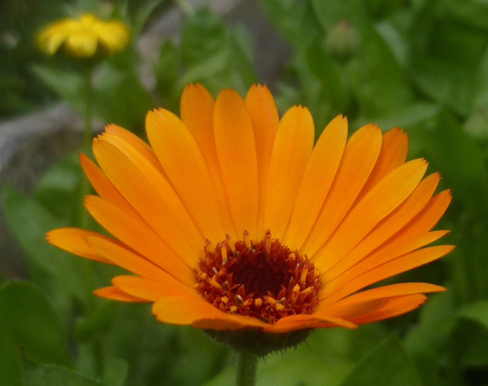 Ringelblume im BN-Garten