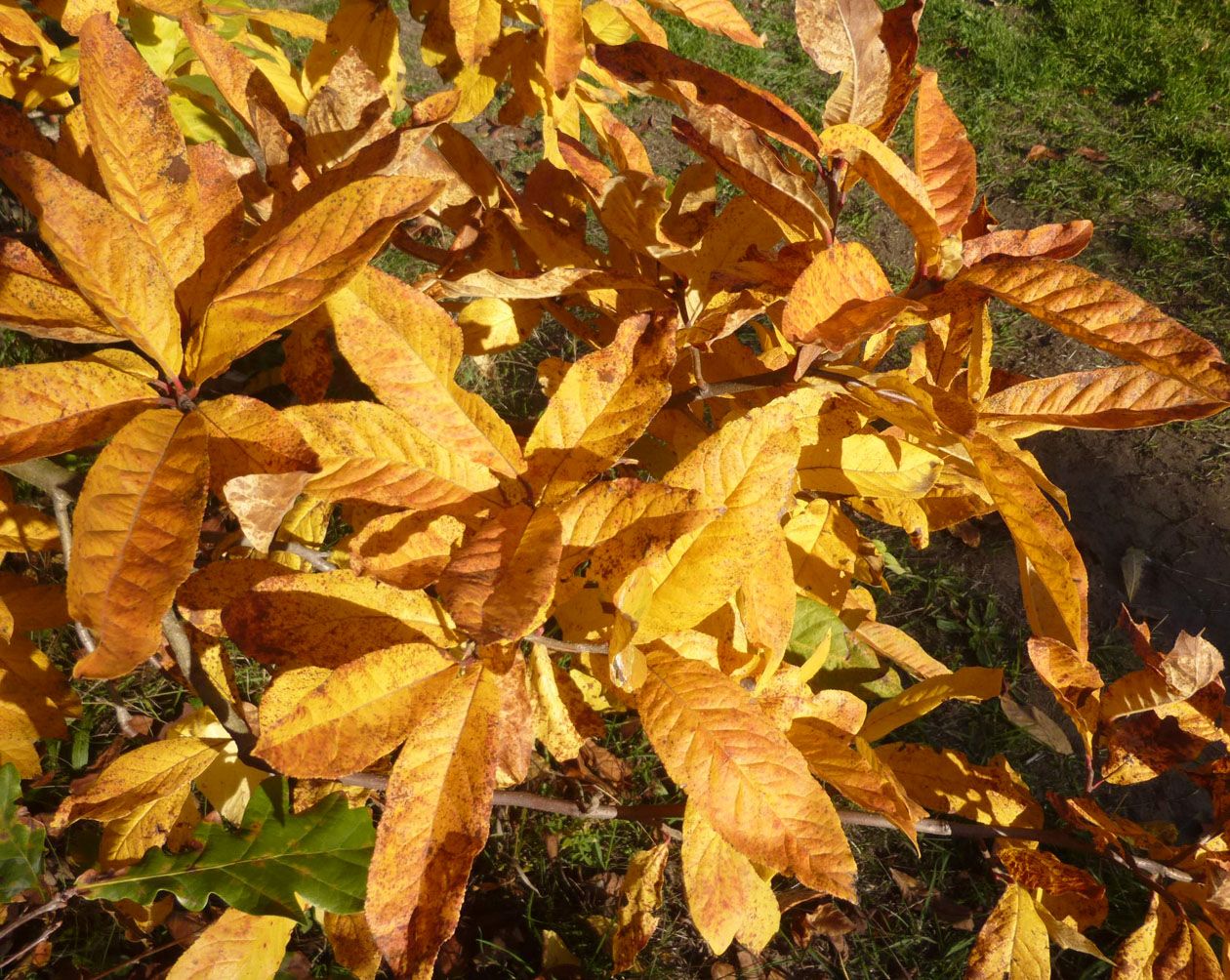 Prächtige Herbstfärbung der Mispelblätter