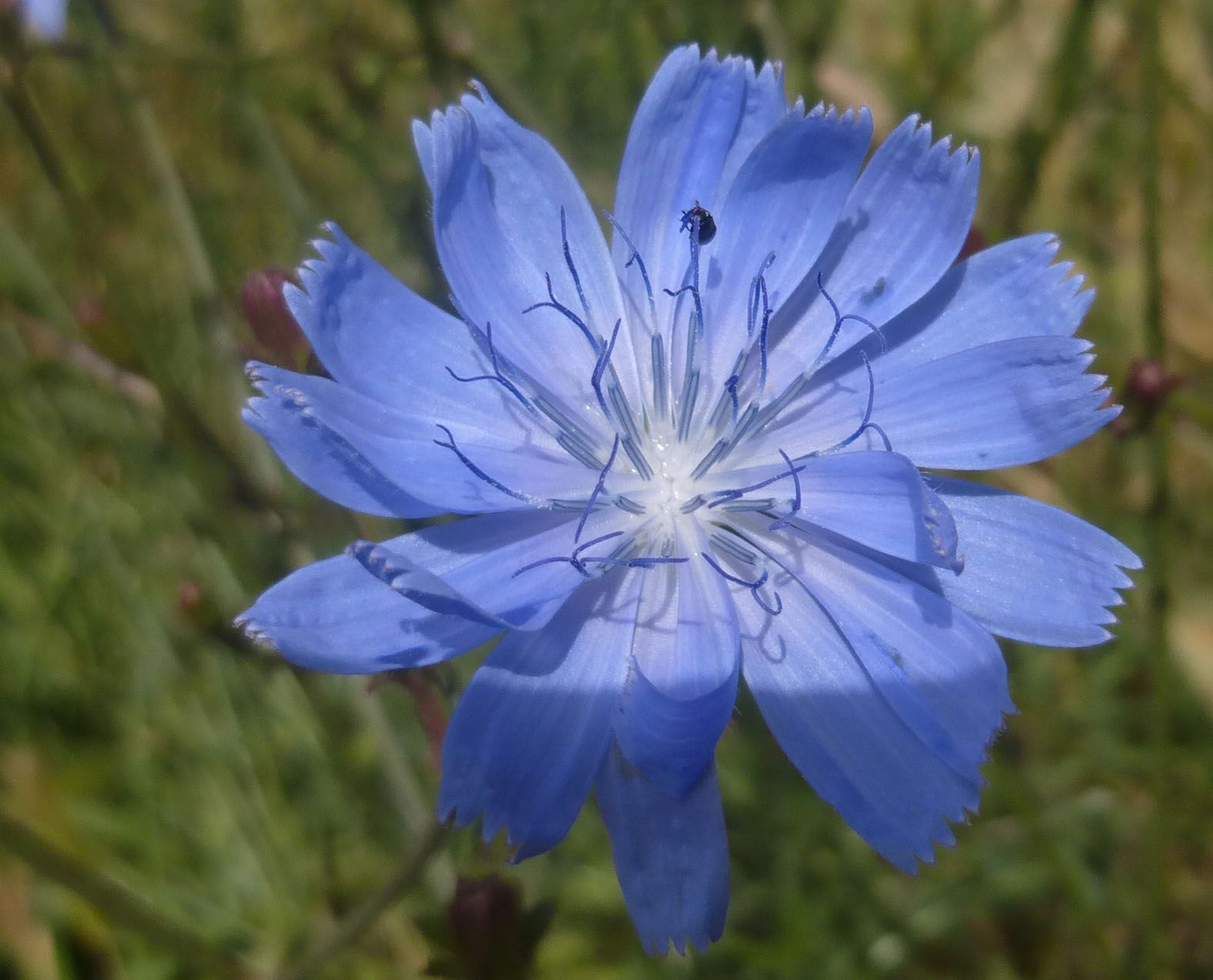 Leuchtendes Blau - die Blüte der Wegwarte