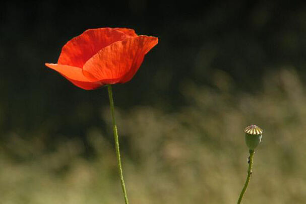 Klatschmohn im BN-Garten