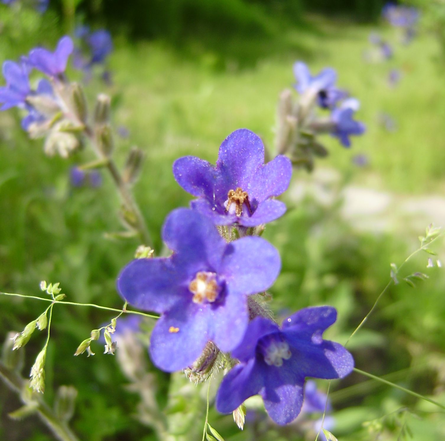 Blühende Ochsenzunge im BN-Garten Ochsenzunge Blüte