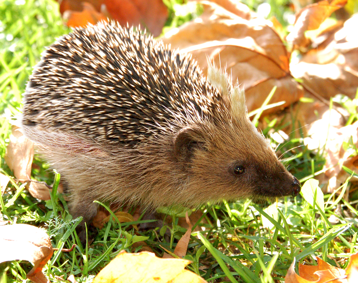 Igel im Garten, Foto: Gunnar Förg GartenIgel im Garten, Foto: Gunnar Förg