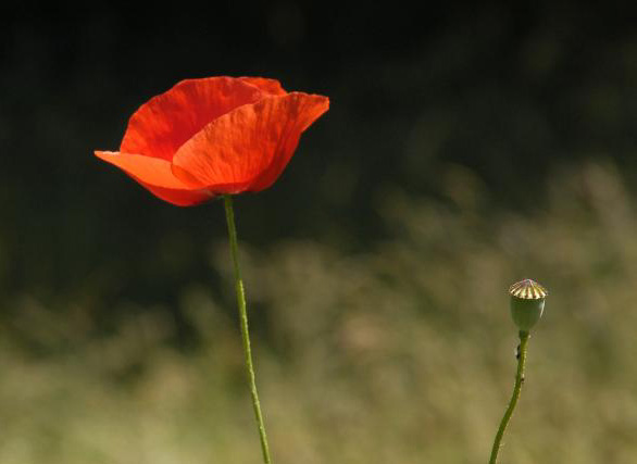 Klatschmohn im BN-Garten