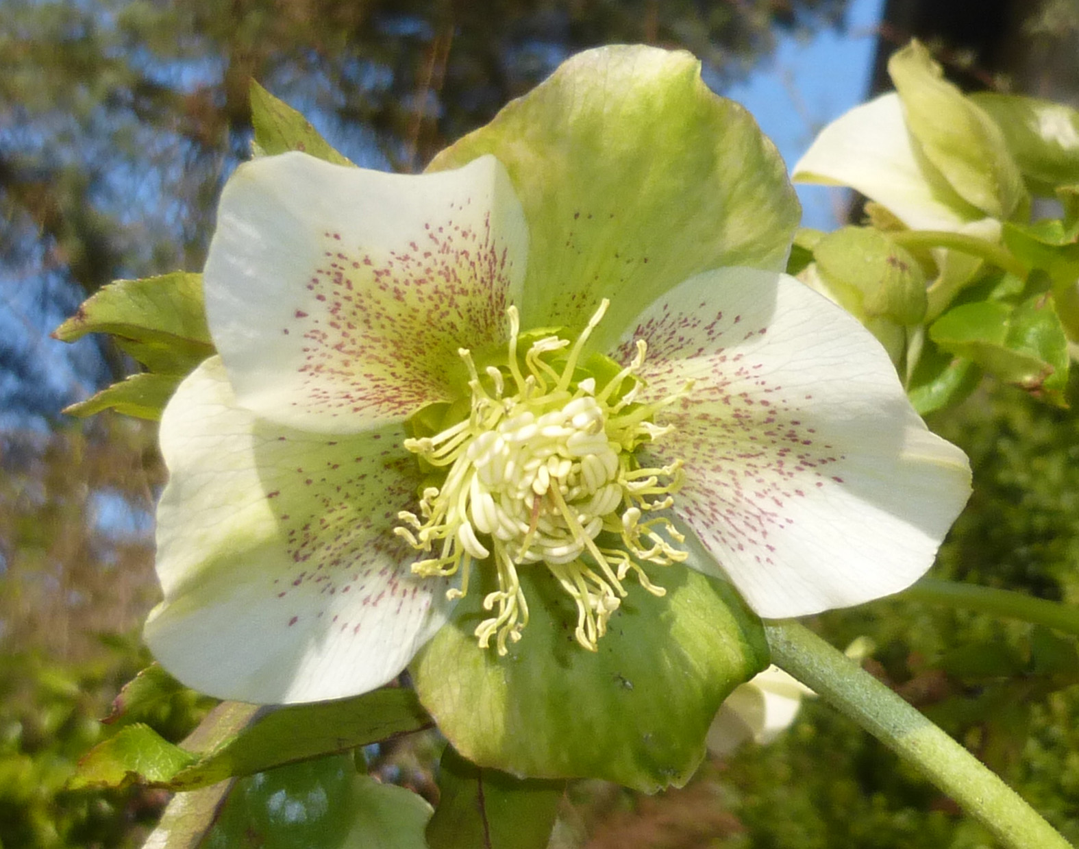 Christrose im Vorfrühling