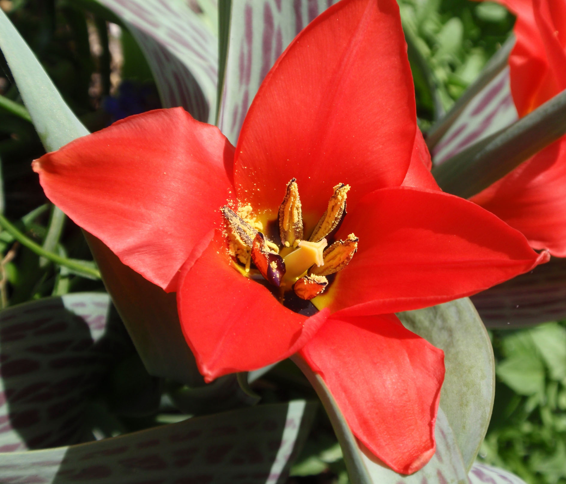 Wildtulpe