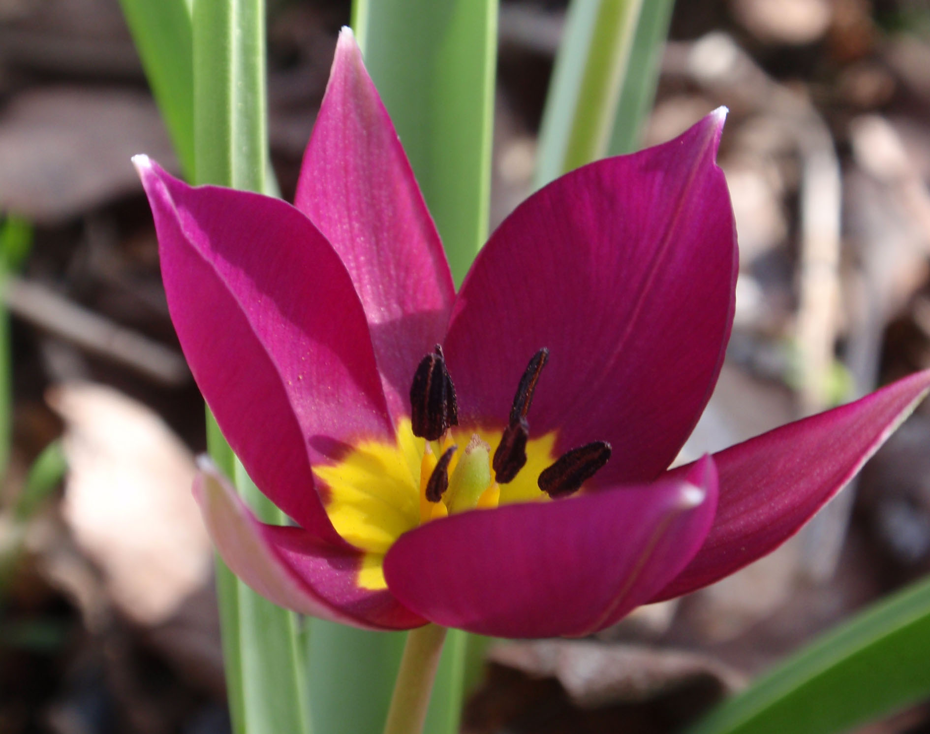 Wildtulpe