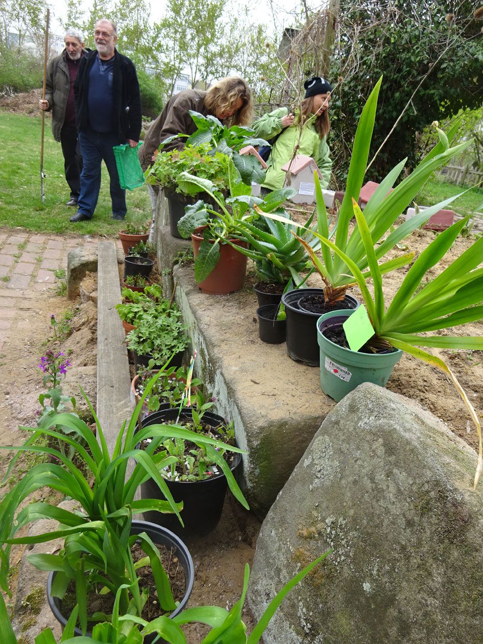 Pflanzenbörse im BN-Garten