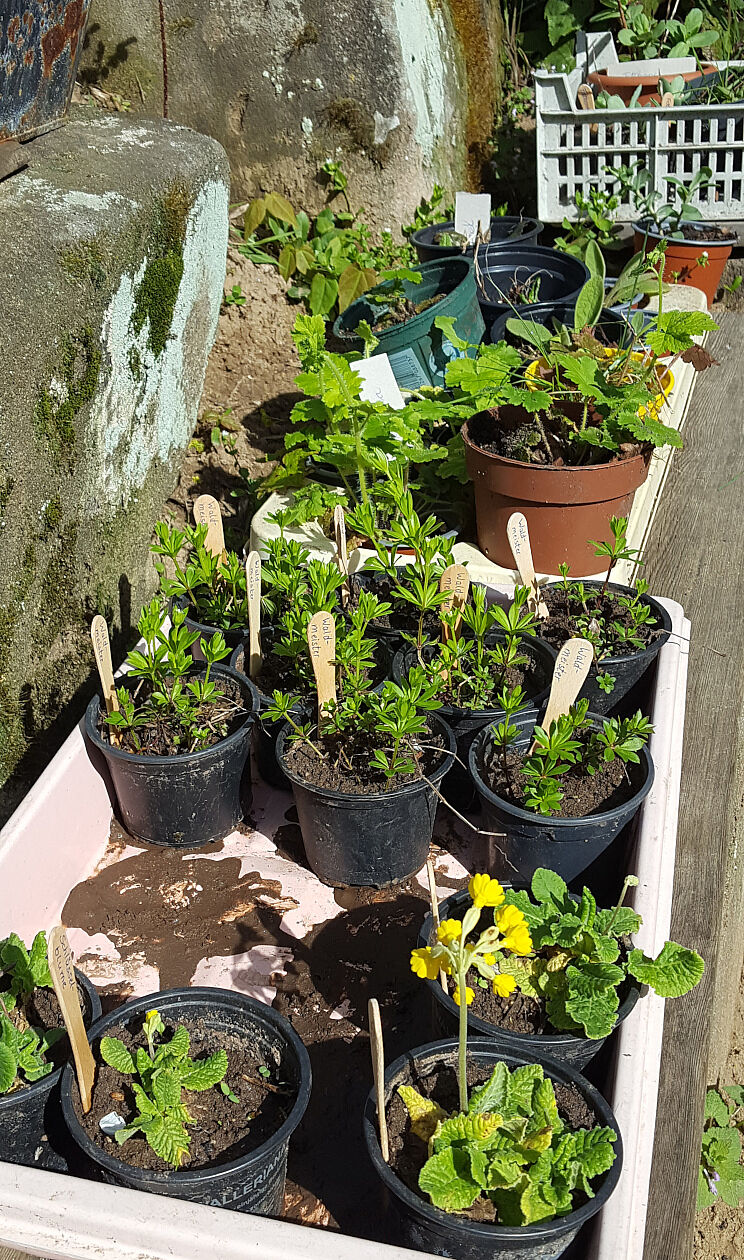 Pflanzenbörse 2024 im BN-Garten