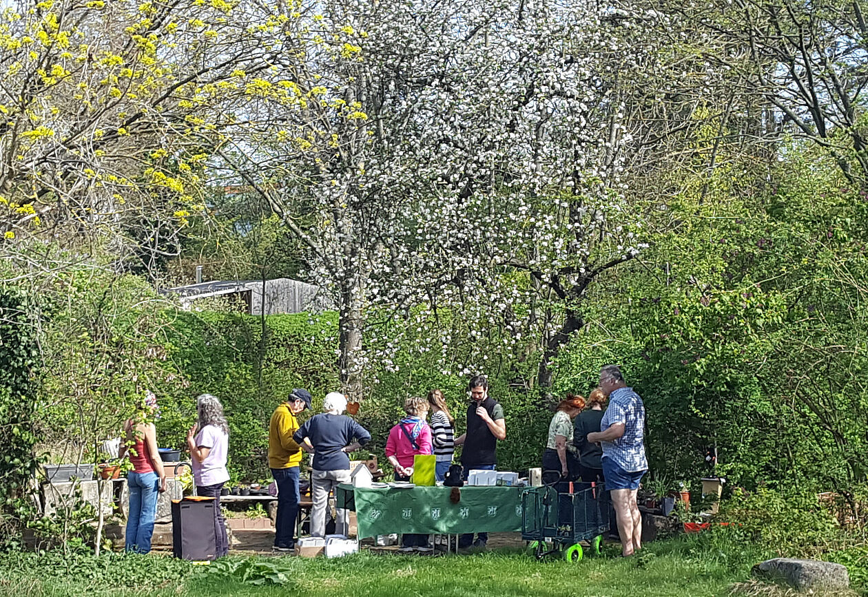 Pflanzenbörse 2024 im BN-Garten
