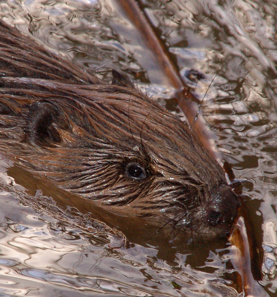 Biber am Ufer Biber am Ufer