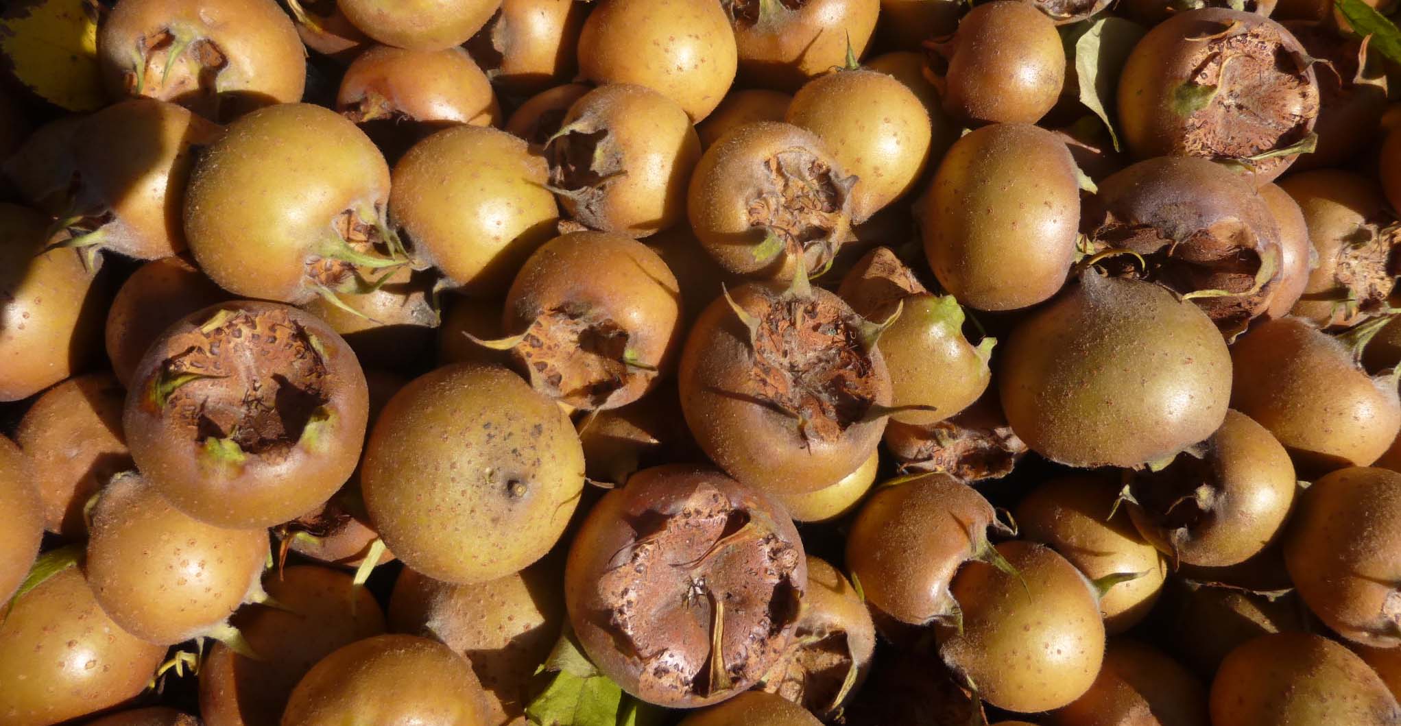 Mispelernte im BN-Garten Mispelernte im BN-Garten