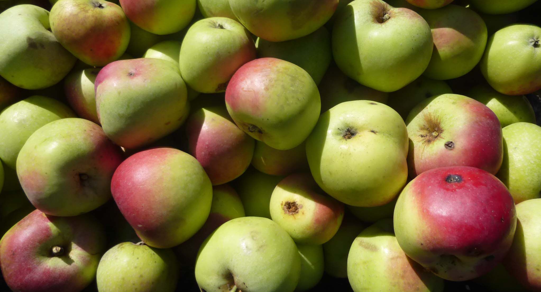 Apfelernte im BN-Garten Apfelernte im BN-Garten