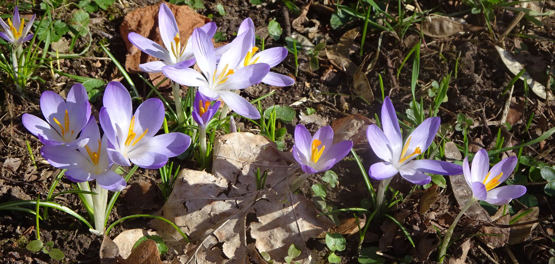 Wilder Krokus im zeitigen Frühjahr Wilder Krokus im zeitigen Frühjahr