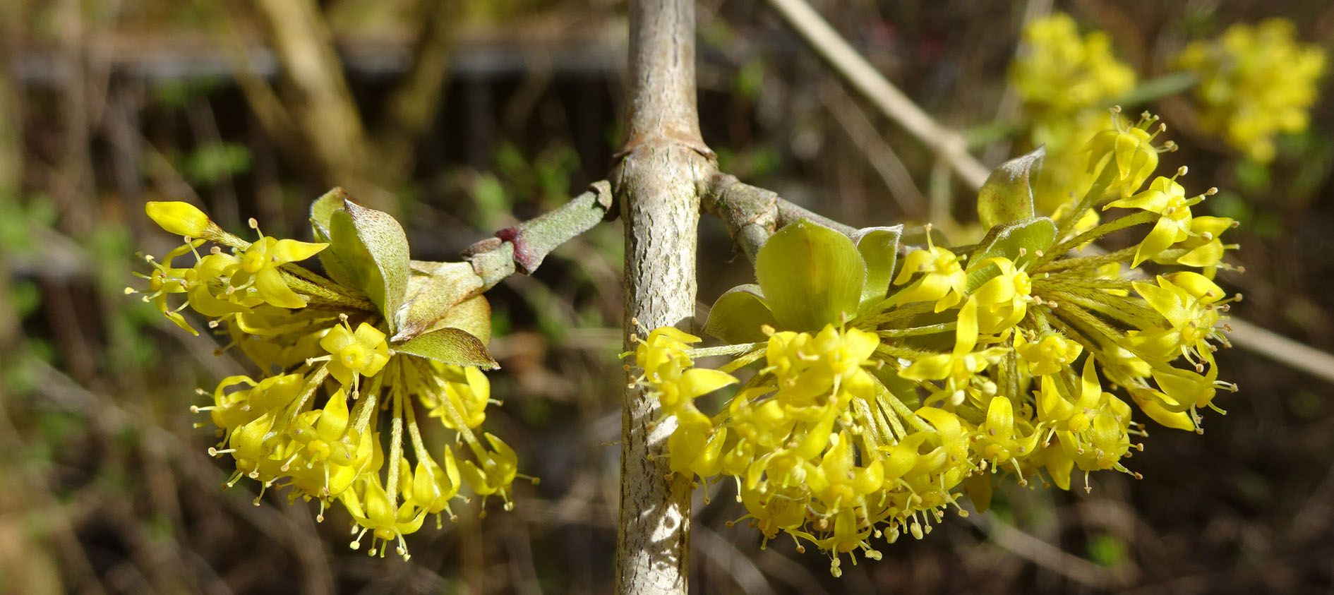 Blühende Kornelkirsche Blühende Kornelkirsche