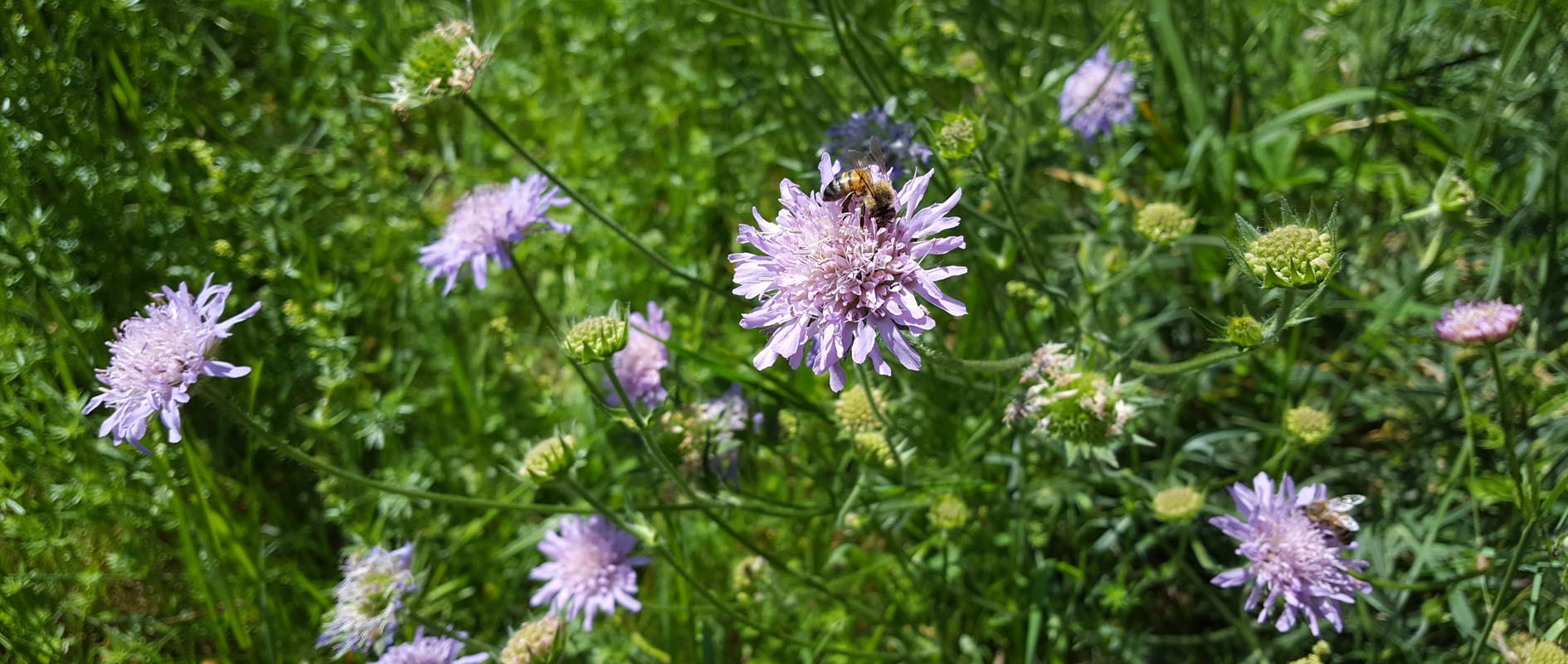 Blüten der Wiesenwitwenblume Blüten der Wiesenwitwenblume
