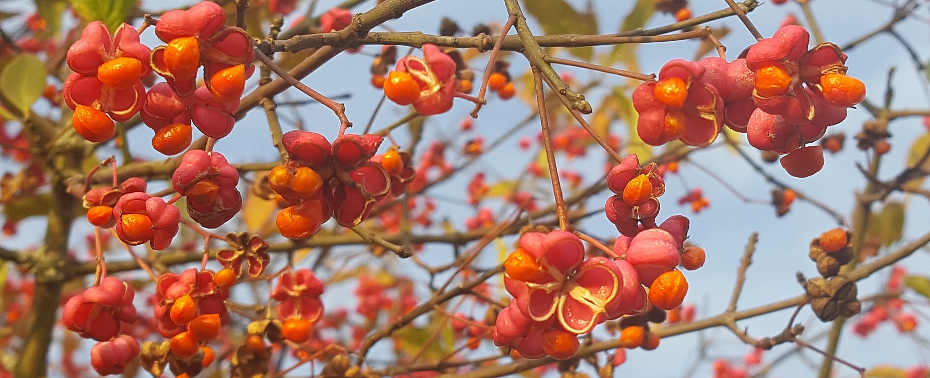 Die Früchte des Pfaffenhütchens leuchten in der Herbstsonne Die Früchte des Pfaffenhütchens leuchten in der Herbstsonne