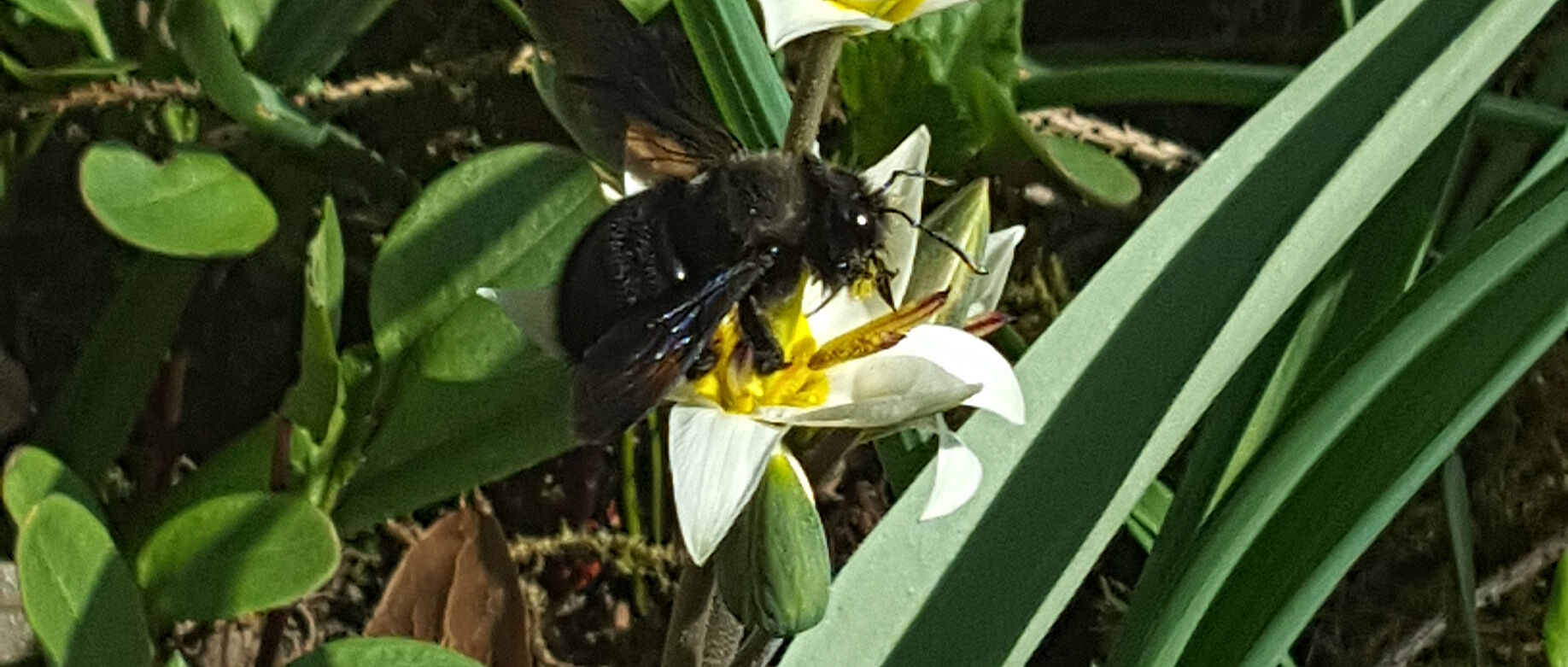 Schwarze Holzbiene auf Wildtulpe