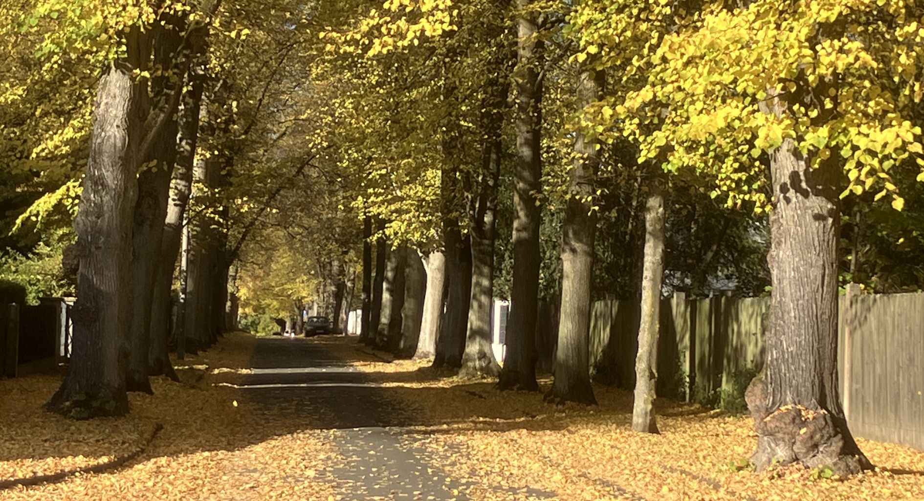 Herbstliche Allee in der Uhlandstraße Herbstliche Allee in der Uhlandstraße