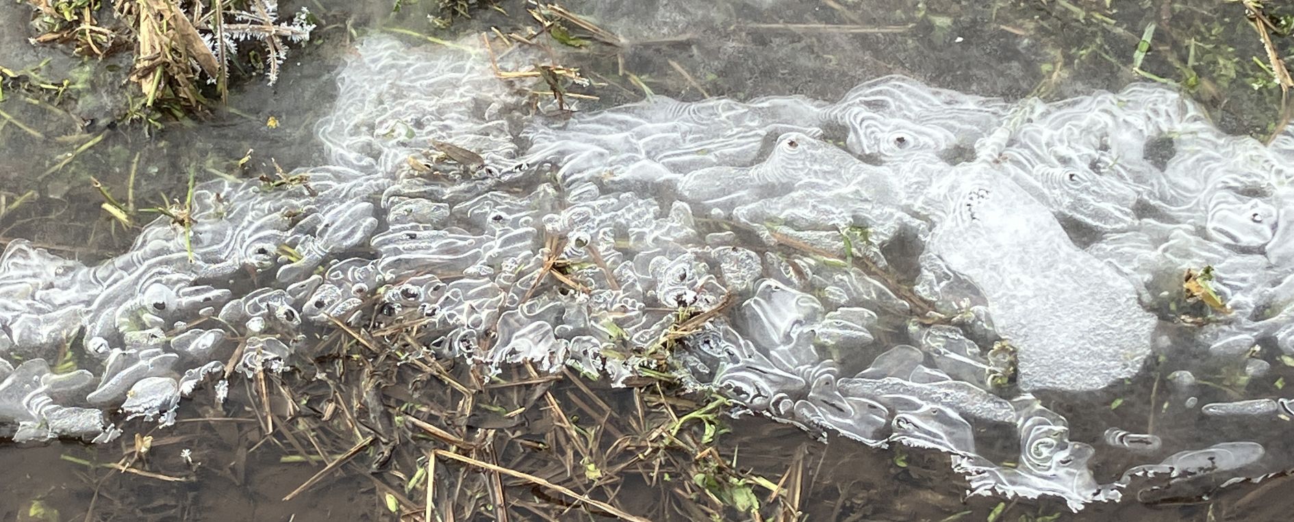 Eisgemälde im Hirschsprunggraben bei Burgfarrnbach Eisgemälde im Hirschsprunggraben bei Burgfarrnbach