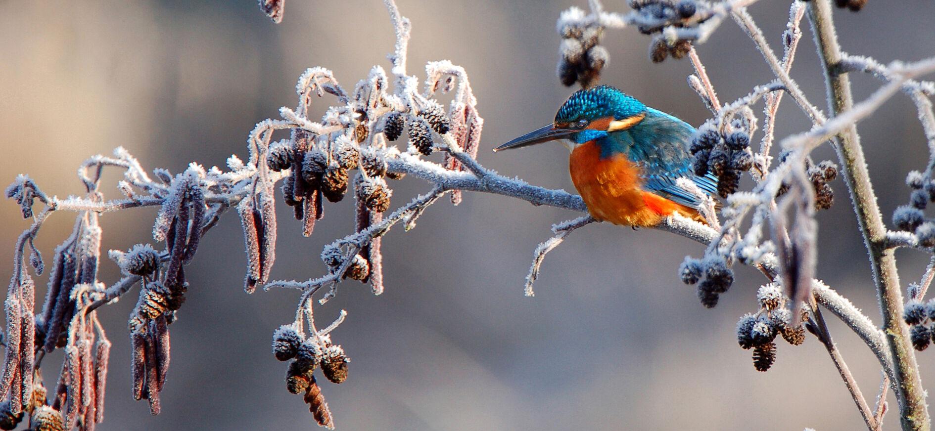 Eisvogel im Raureif; Foto: Gunnar Förg Winter am Fluss