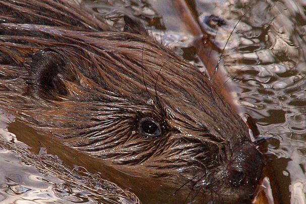Biber am Ufer Biber am Ufer