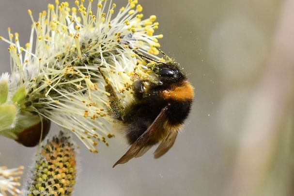 Gartenhummel an Weide