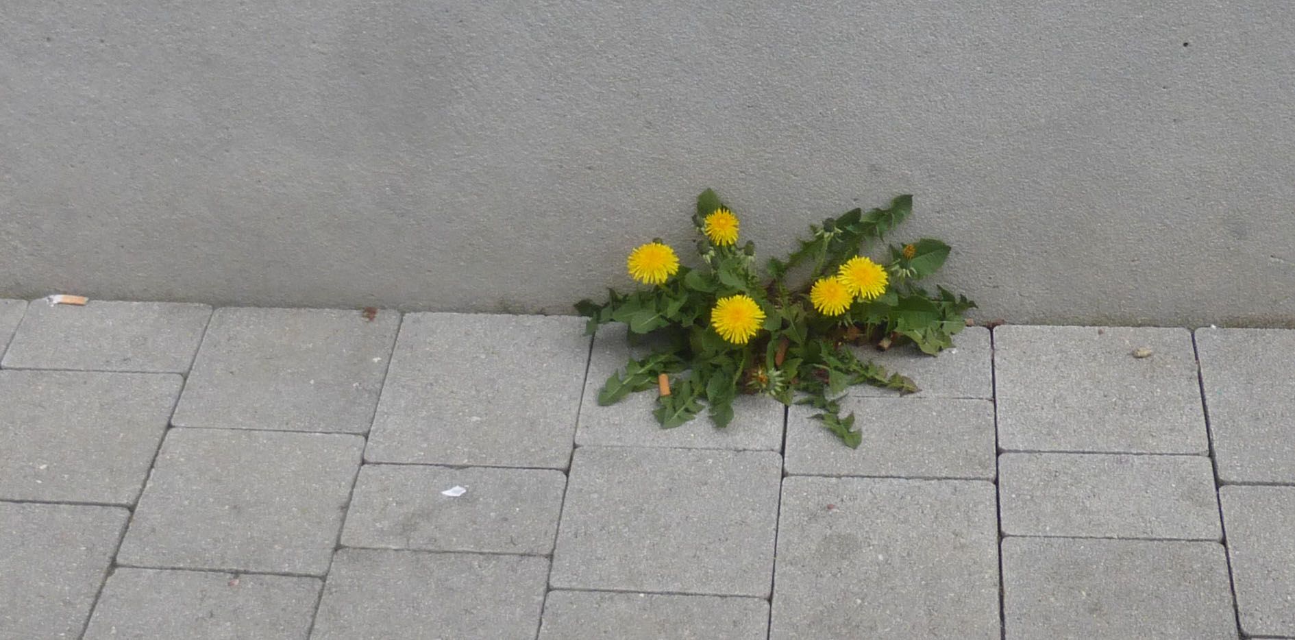 Löwenzahn beißt sich durch Löwenzahn beißt sich durch
