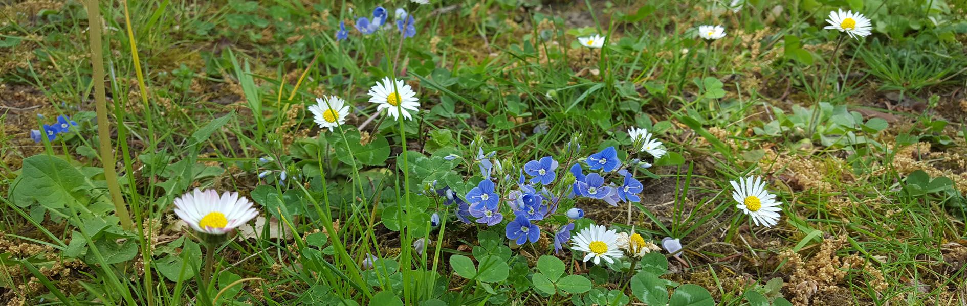 Veronica und Gänseblümchen